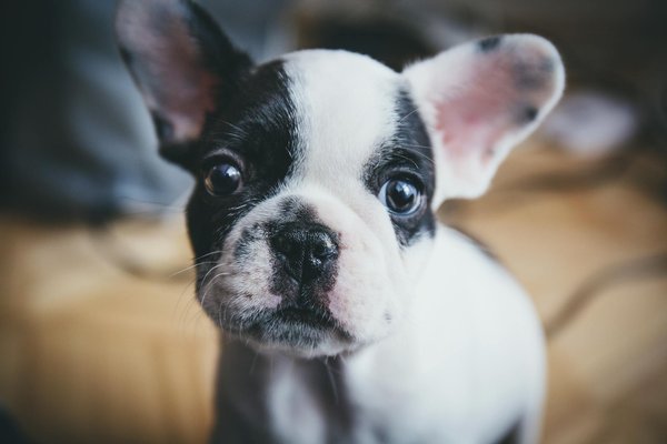 Précautions à prendre lors de l'achat de friandises pour chiens