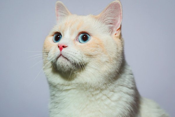 Top conseils pour assurer le bien-être de votre chien