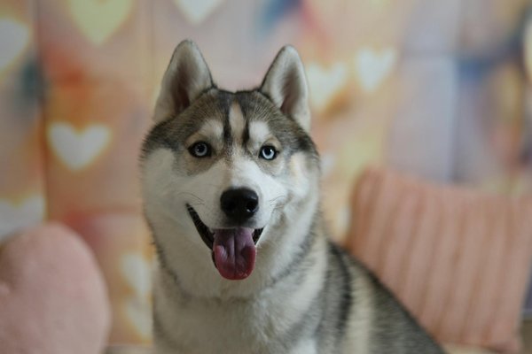 Supplies for beekeeping : essentiels pour débuter l'élevage d'abeilles