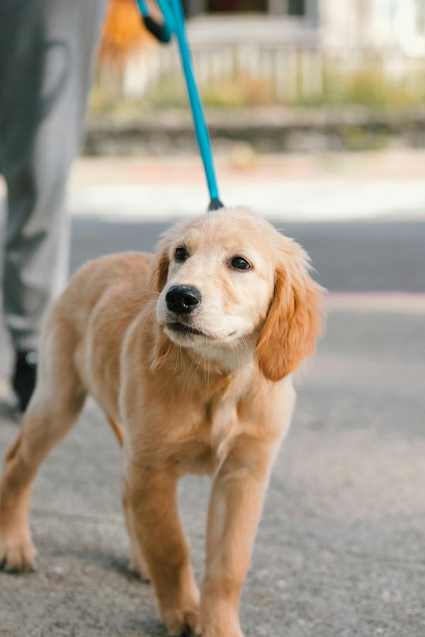Tout savoir sur la race de chien golden retriever